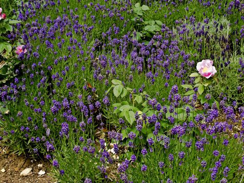 Lavender and  roses