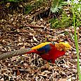 Golden pheasant