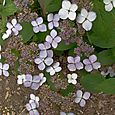 Delicate flowers