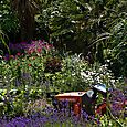 Lawnmower in the lavender