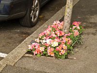 Pavement flowers