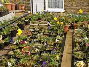 Roof garden