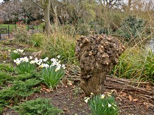 Gnarled trunk