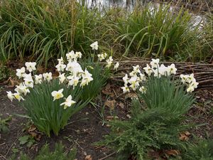 Daffodils Daffodils