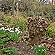 Gnarled trunk