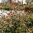 Red flowers