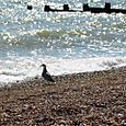 Gull on beach