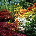 Wall of flowers