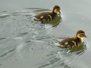 Ducklings