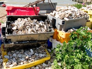 Oyster shells