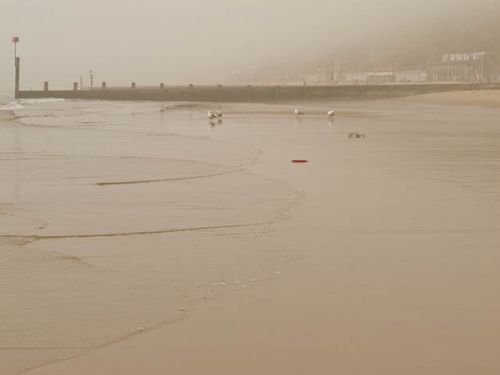 Gulls in the mist