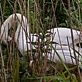 Swan in the rushes