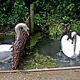 Chatting over the garden fence