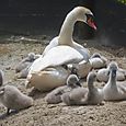 Swan and her cygnets