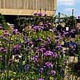 Rooftop garden