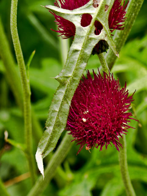 Red thistles