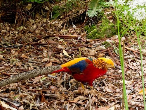 Golden pheasant