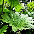 Giant rhubarb