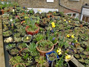 Roof garden (2)