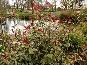 Red flowers