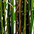 Bamboo