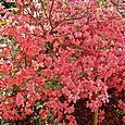 Coral-coloured