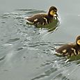 Ducklings