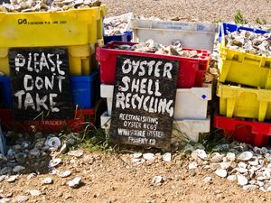 Oyster shell recycling