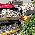 Oyster shells