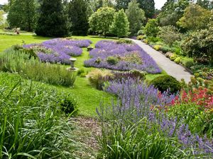 Lavender slope