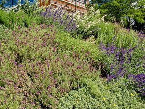 More lavender More lavender