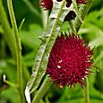 Red thistles