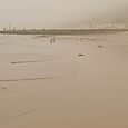 Gulls in the mist