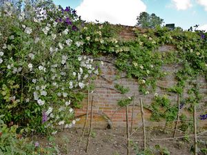 Garden wall & dry soil