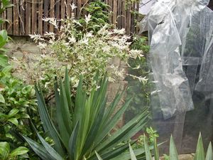 Home-made greenhouse