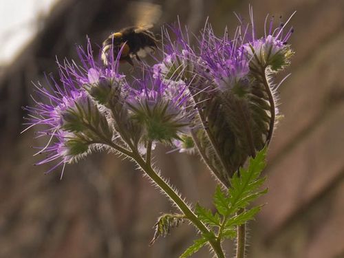 Bee thistle (3)