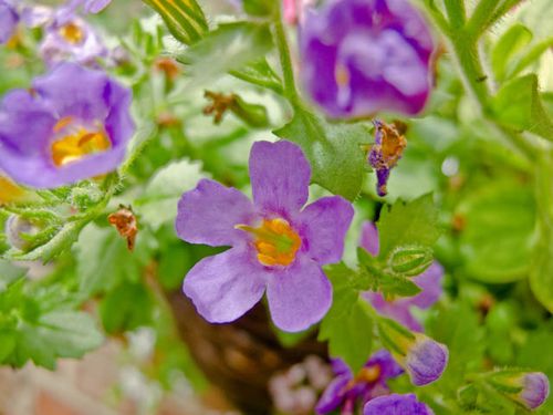 Lilac pansy