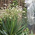 Home-made greenhouse