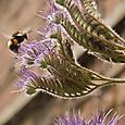 Bee thistle
