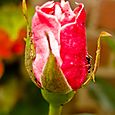 Rosebud ant