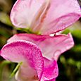 Pink orchid