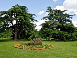 Flower bed and trees