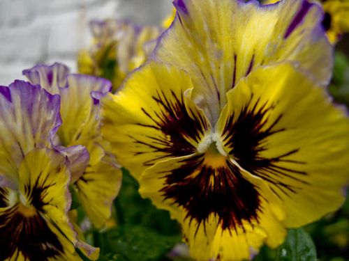 Yellow pansy