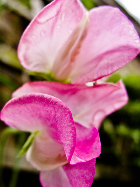 Pink orchid