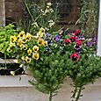 Window box