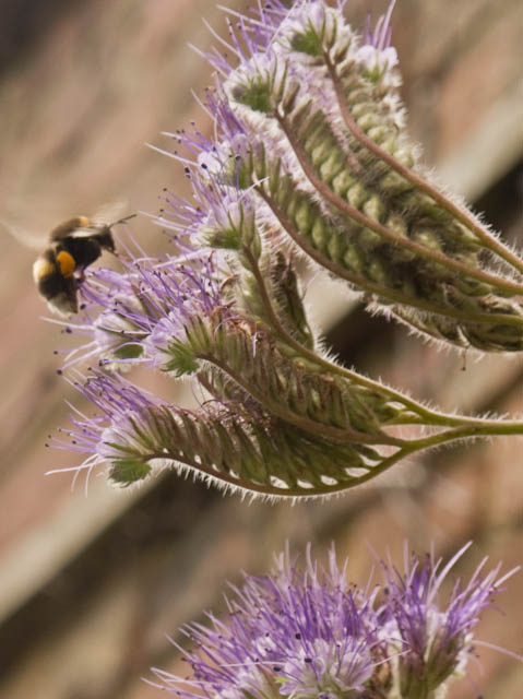 Bee thistle