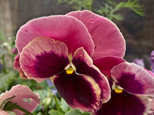 Pansy