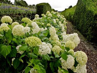 Hydrangea