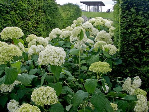 Hydrangeas