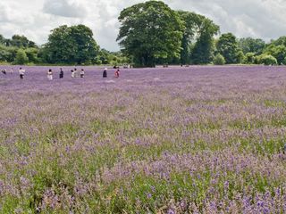 Lavender picking